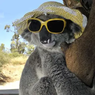 🐨 koala, animal, sunglasses, hat, cute, australia telegram sticker