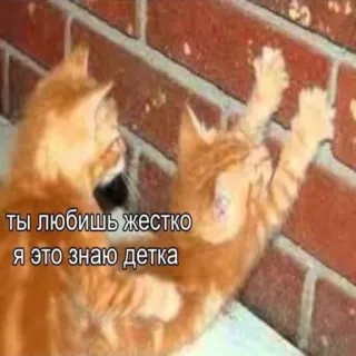 ❤️ ты любишь жестко
я это знаю детка แมว, สัตว์เลี้ยง, สัตว์ telegram sticker