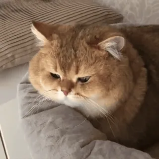 🙄 Katze, süß, Tier, Haustier, Hauskatze, flauschig, goldene Katze whatsapp sticker