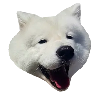 😂 犬, サモエド, 白い犬, ペット, 動物, かわいい telegram sticker
