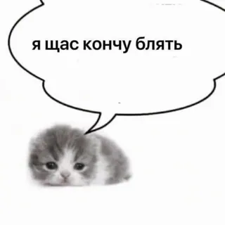 🌟 я щас кончу блять kätzchen, katze, meme, beleidigend, russisch telegram sticker
