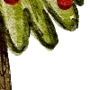 🎄