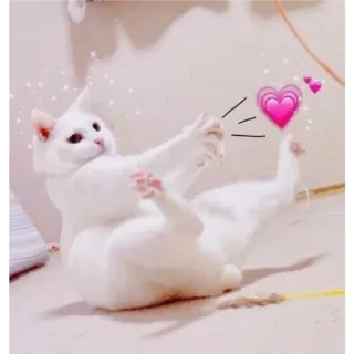 🎀 고양이, 동물, 귀여운, 애완동물, 하트, 사랑, 흰 고양이 whatsapp sticker