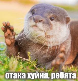 😕 отака хуйня, ребята otter, animal, meme, funny, humor, rude telegram sticker