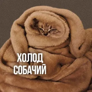 🥶 ХОЛОД СОБАЧИЙ แมว, ผ้าห่ม, หนาว, ฤดูหนาว, มีม, ตลก telegram sticker