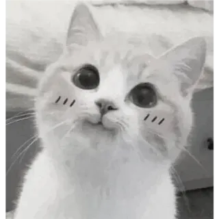 🐈 고양이, 새끼 고양이, 귀여운, 애완 동물, 동물, 집고양이 whatsapp sticker