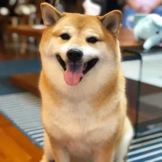 🏷 chó, Shiba Inu, thú cưng, động vật, dễ thương, vật nuôi telegram sticker