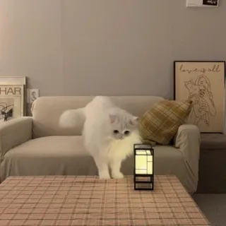 🐾 gato, sofá, mesa, gato blanco, mascota, animal, mueble, interior telegram sticker