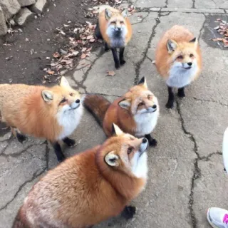 🦊 whatsapp sticker
