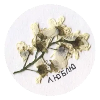 ♥️ ЛЮБЛЮ fleurs, floral, fleurs séchées, romantique, amour, russe whatsapp sticker