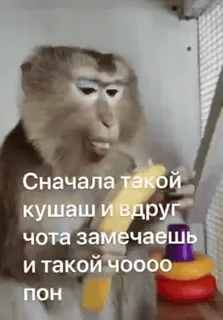 😮 Сначала такой кушаш и вдруг чота замечаешь и такой чоооо пон monyet, makan, kejutan, lucu, hewan, meme telegram sticker