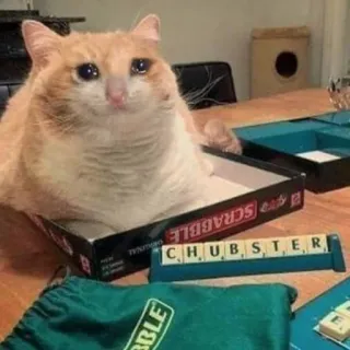 🐱 CHUBSTER 猫, スクラブル, 面白い, 動物, ぽっちゃり, ペット, 家畜 telegram sticker