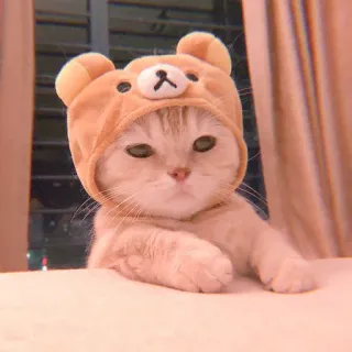 🥓 кот, котенок, милый, шапка медведя, животное, домашнее животное, домашняя кошка telegram sticker