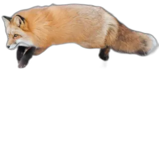 🛫 fox, animal, wildlife, nature, orange, mammal telegram sticker
