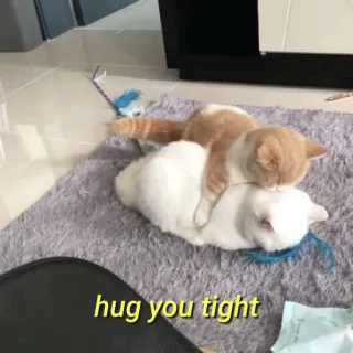 💛 hug you tight gato, abraço, fofo, animais, amizade, amor, animais domésticos telegram sticker