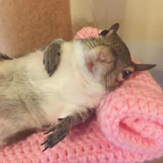 🐿 squirrel, animal, cute, pink, rodent, lazy telegram sticker