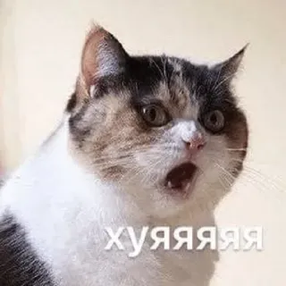 😯 ХУЯЯЯЯ gatto, offensivo, imprecazioni, meme, russo telegram sticker