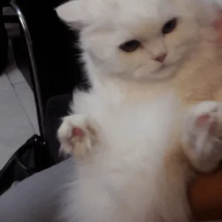 ✨ 猫, 白猫, 可爱, 波斯猫, 蓬松 whatsapp sticker