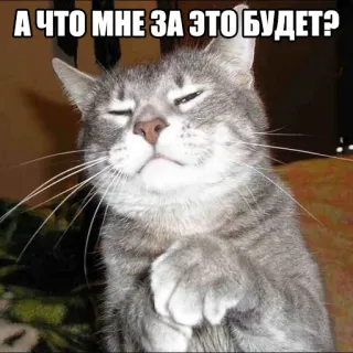 😏 А ЧТО МНЕ ЗА ЭТО БУДЕТ? gato, meme, ruso, pregunta, gracioso, lindo, animal telegram sticker
