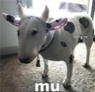 🐄 mu วัว, บูลล์เทอร์เรีย, หมา, สัตว์, สัตว์เลี้ยง, ตลก telegram sticker