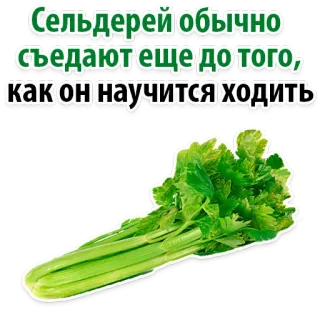 😢 Сельдерей обычно съедают еще до того, как он научится ходить aipo, legumes, comida, humor, russo, adesivo, planta telegram sticker