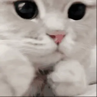 😡 chat, chaton, animal, mignon, chat blanc, doux, animal de compagnie whatsapp sticker
