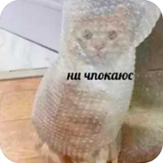 🥰 ни чпокаюсь cat, bubble wrap, animal, funny, meme, pet telegram sticker