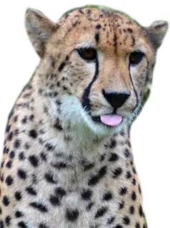 👅 cheetah, animal, cat, wildlife, tongue, cute, funny, nature whatsapp sticker