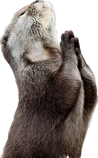 🙏 Nutria, Animal, Oración, Lindo, Mamífero telegram sticker