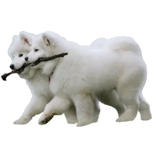 👯 犬, 動物, サモエド, 棒, かわいい, 子犬 telegram sticker