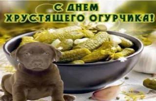 🥒 С ДНЕМ ХРУСТЯЩЕГО ОГУРЧИКА! pickles, dog, cucumber, russian, greeting telegram sticker