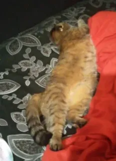 🛋 gato, animal, animal de estimação telegram sticker