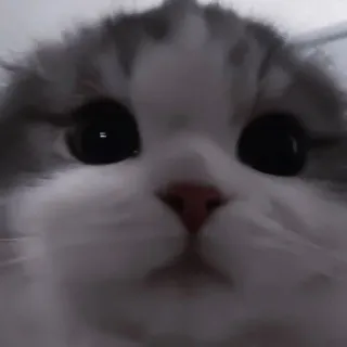 💗 кошка, котёнок, питомец, животное, милый, домашний, млекопитающее, крупный план telegram sticker