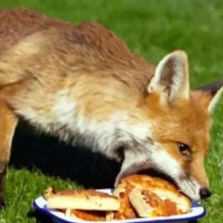 🦊 whatsapp sticker
