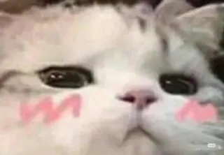 😒 Katze, süß, kawaii, erröten, Tier, Haustier telegram sticker