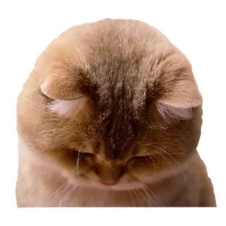 😔 cat, pet, animal, cute, sad, golden telegram sticker