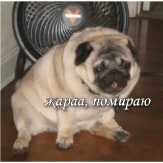 🥵 Жараа, помираю หมา, ปั๊ก, ตลก, ข้อความ, ฮิต, แฟนคลับ, สัตว์ telegram sticker