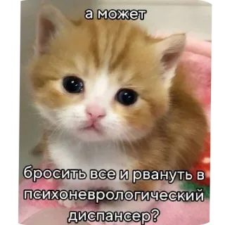 🐱 а может бросить все и рвануть в психоневрологический диспансер? whatsapp sticker