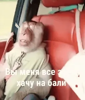 🌴 Вы меня все э
хочу на бали 猴子, 巴厘岛, 汽车, 动物 telegram sticker