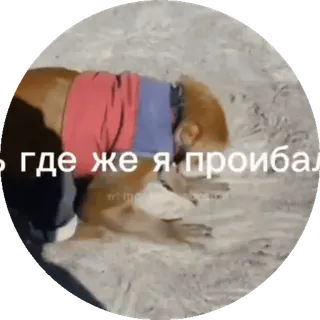 🌟 Где же я проибал Affe, Tier, Russisch, Lustig, Traurig telegram sticker