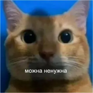 😿 можна ненужна cat, meme, animal, funny, cute telegram sticker