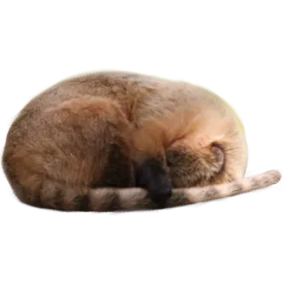 😴 gato, durmiendo, animal, mascota, felino, lindo, doméstico, enrollado whatsapp sticker