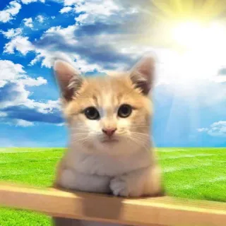 🤔 kot, kociak, słodki, zwierzę, zwierzę domowe telegram sticker