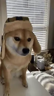 😆 犬, 柴犬, 帽子, 冬の帽子, かわいい, 動物 telegram sticker