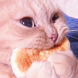 ❤ gato, animal, pan, comida, lindo, gatito, mascota whatsapp sticker