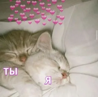 🦄 Ты Я 고양이, 새끼 고양이, 자는, 사랑, 하트, 귀여운, 동물 telegram sticker