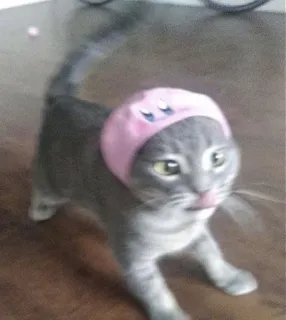 😓 猫, 動物, ペット, 子猫, 可愛い, ピンク, 帽子 telegram sticker