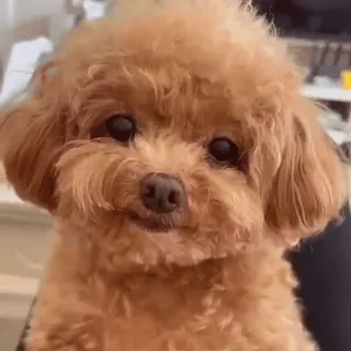 🐶 dog, animal, pet, poodle, cute, adorable whatsapp sticker