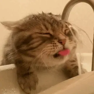🐾 猫, 動物, 子猫, 舌, お風呂, 可愛い telegram sticker