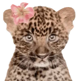 leopard ➜ @emoji1 telegram emojis 🤩